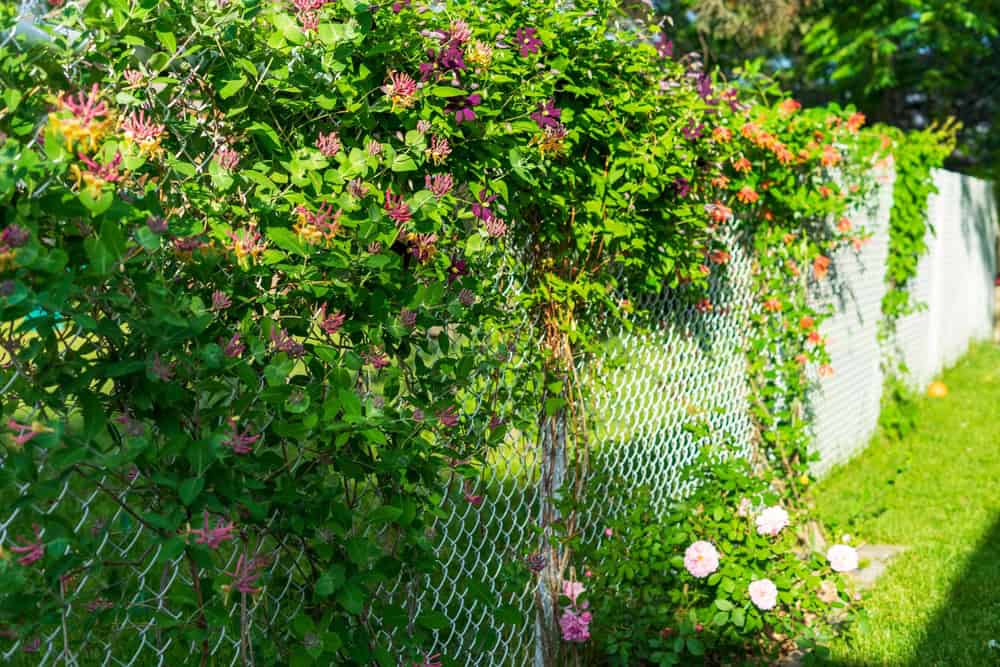 A chain-link fence by a top fencing company in Duval County, FL, boasts lush green foliage and vibrant pink and orange blossoms, casting dappled sunlight on a grassy lawn.